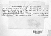 Phylloporia ribis image